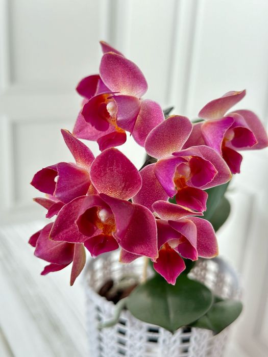 Дуже красива орхідея в мутації пелор. Ростить новий цвітонос.