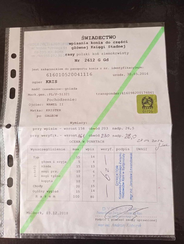 Sprzedam ogiera zimnokrwisty sztum programowy