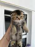 Menina scottish fold a venda
