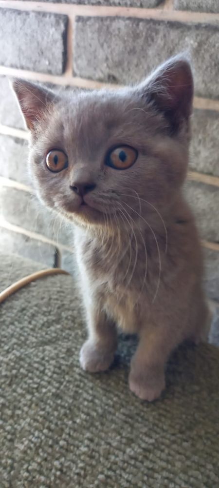 шотландські кошенята