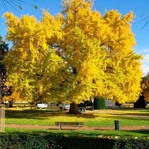 Гінкго білоба. Декоративні дерева. Саджанці