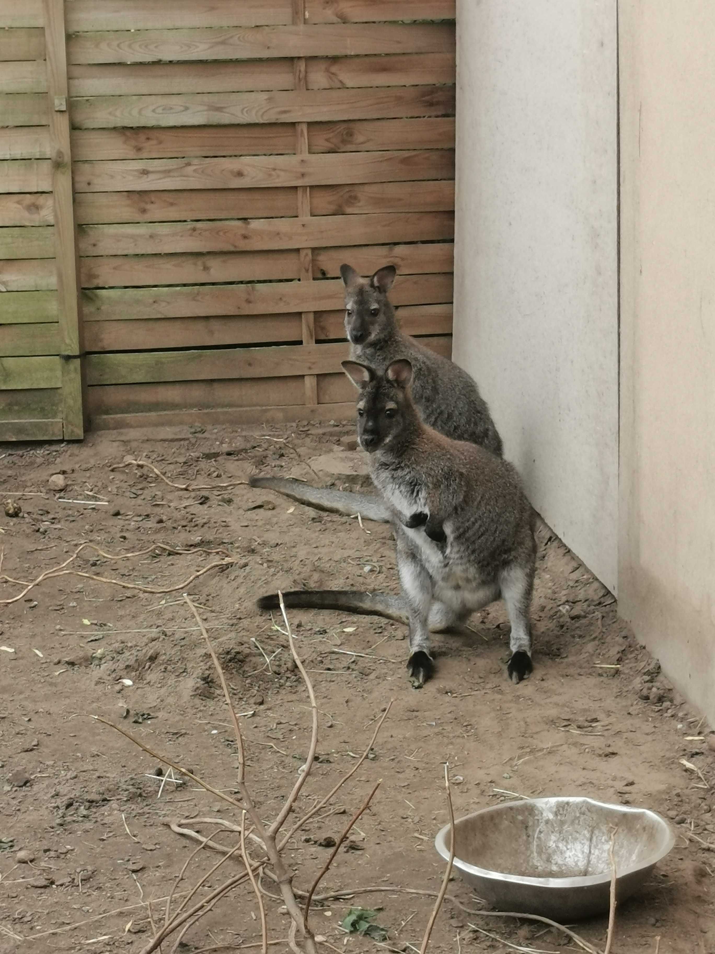 Kangur Kangury Rdzawoszyje Walabia Bennetta samce , samice.