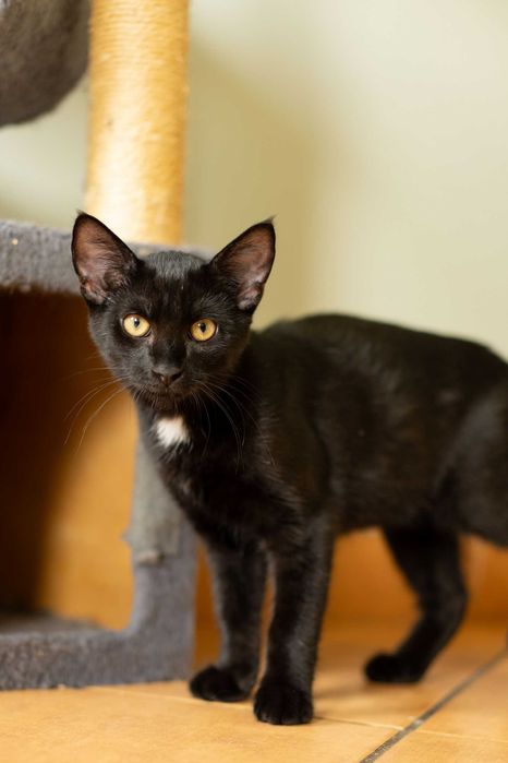 Frey szuka domu! Fundacja "Stawiamy na Łapy"