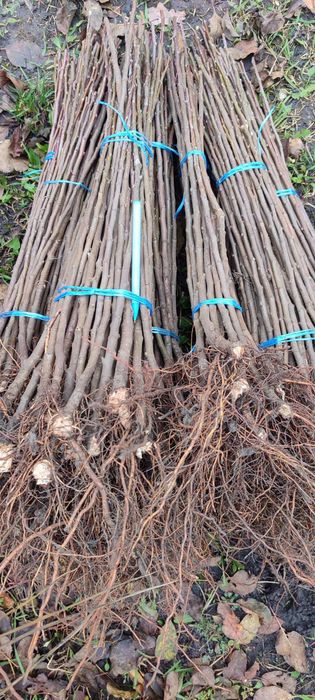 Продам подвой жардель,груша,алича,айва,антипка,ММ106,М9,міндаль