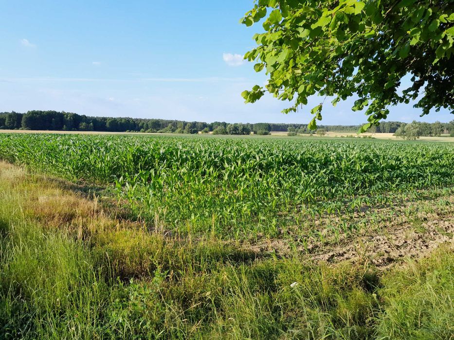 Działka budowlana 0,17 ha Dolina Baryczy