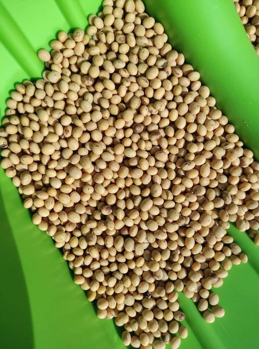 Soja favorit ze zbiorów 2025