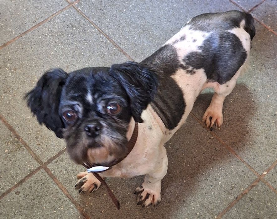 Shih tzu dorosły pies/samiec z rodowodem