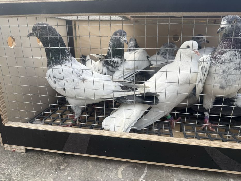 Gołębie pakistańskie wysokolotne