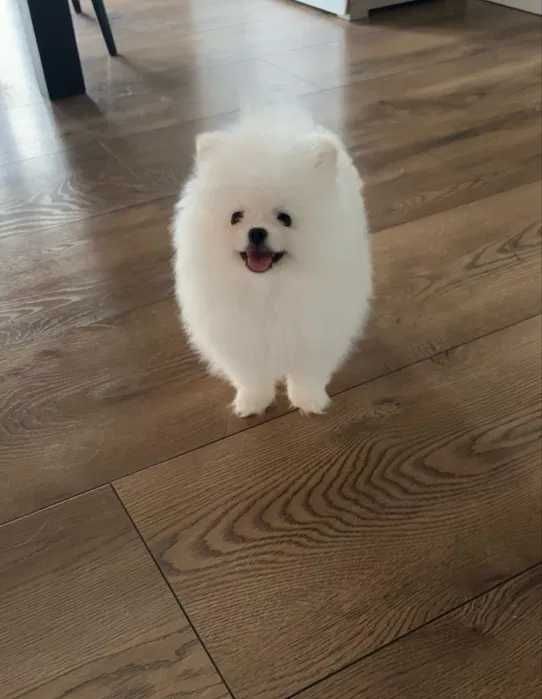 Puszysta suczka szpic miniaturowy POMERANIAN