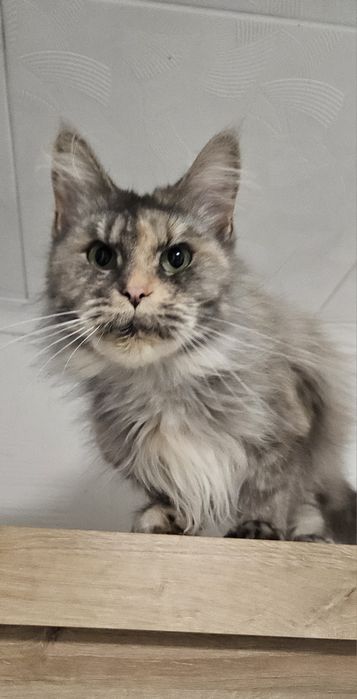 Oddam w dobre ręce kotkę Maine Coon