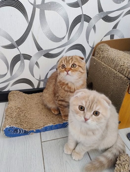 Шотландські кошенята фолд