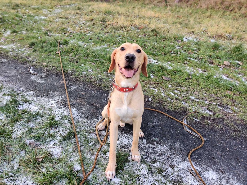 Zadbany, wychowany z jedną rodziną pies szuka doświadczonego domu