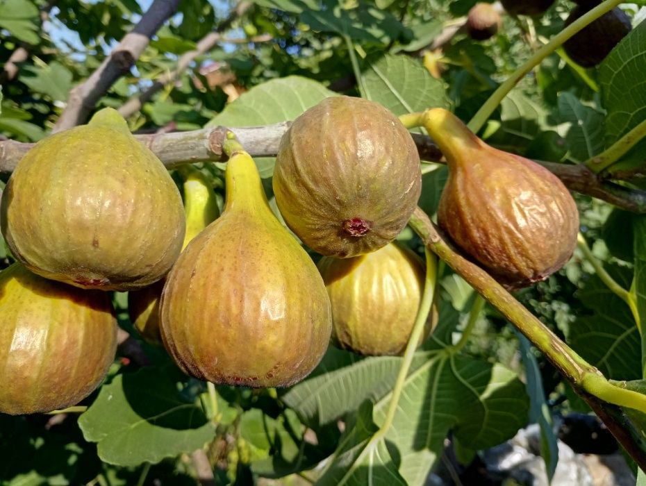 саженцы инжира с собственного домашнего питомника, 1-2х, 3-4х летние