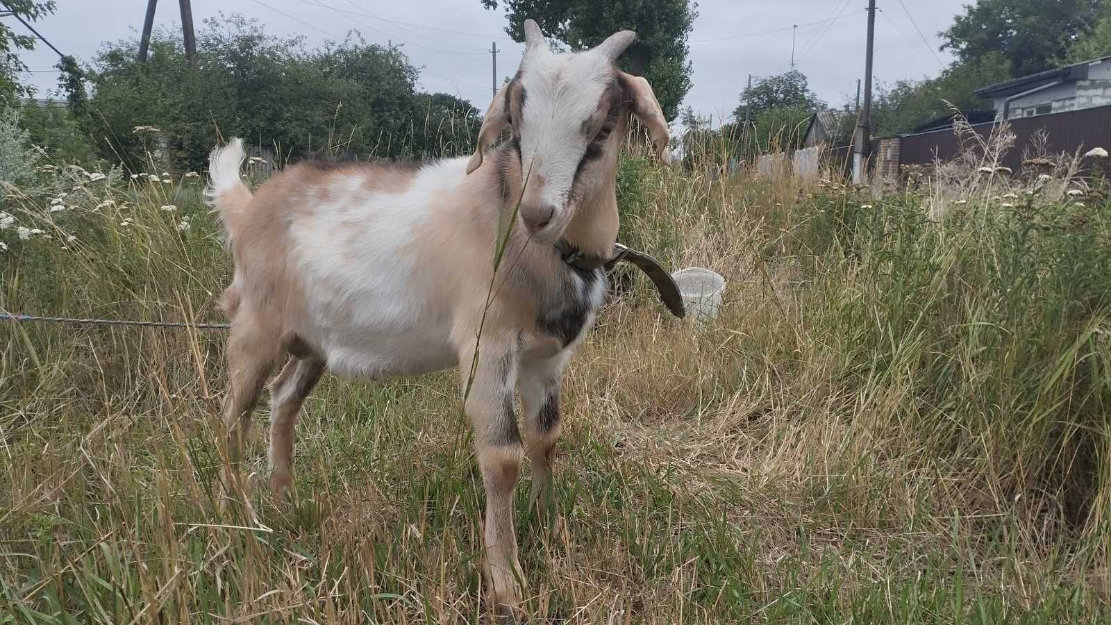 Продам козу и козлика