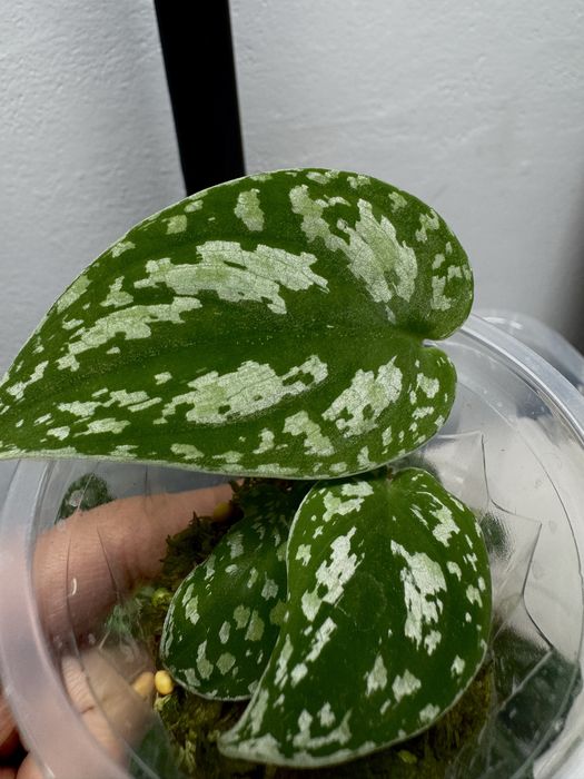Scindapsus tricolor