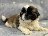 ALF - uroczy piesek rasy Shih Tzu