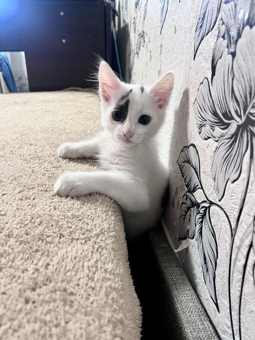 Віддам котусика, грайливий котик шукає домівку