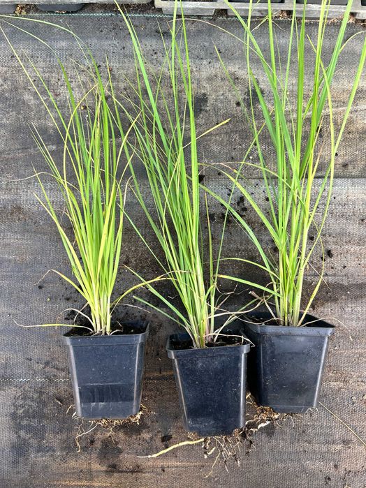 Trawa pampasowa różowa,biała,Hameln, Litle buny inne 80 odmian p-9