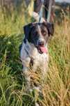 Kajtek typie springer spaniel szuka domku