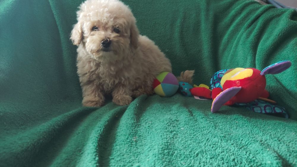 Maltipoo chłopiec bezowy Warszawa pudel maltańczyk