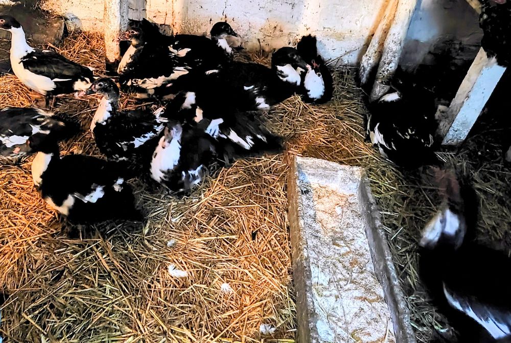 Sprzedam  żywe kaczki i kaczory