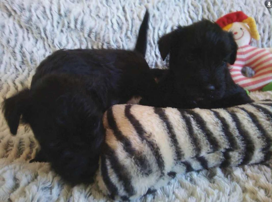 Sznaucer miniaturowy czarny (FCI) - piesek