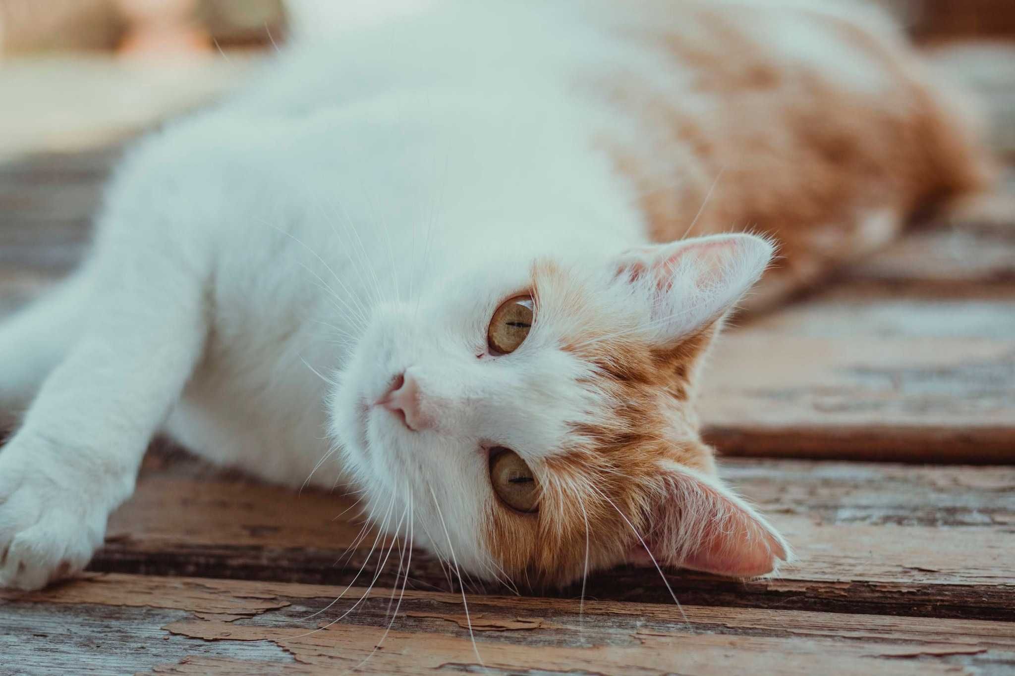 Piękna Delicja do adopcji