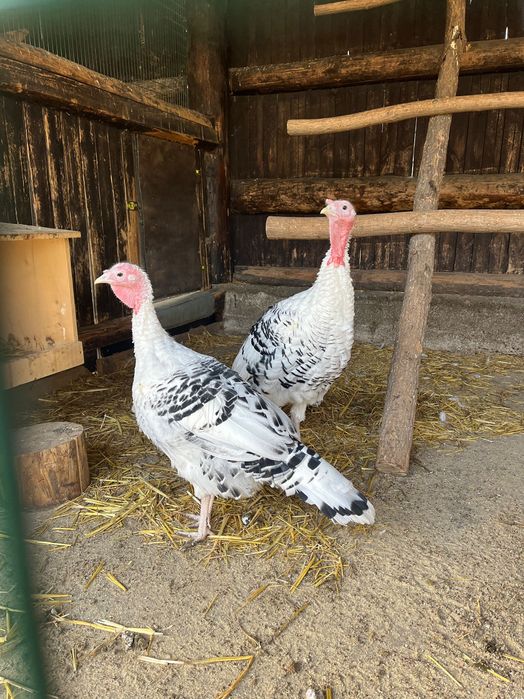 Para indyków Royal Palm