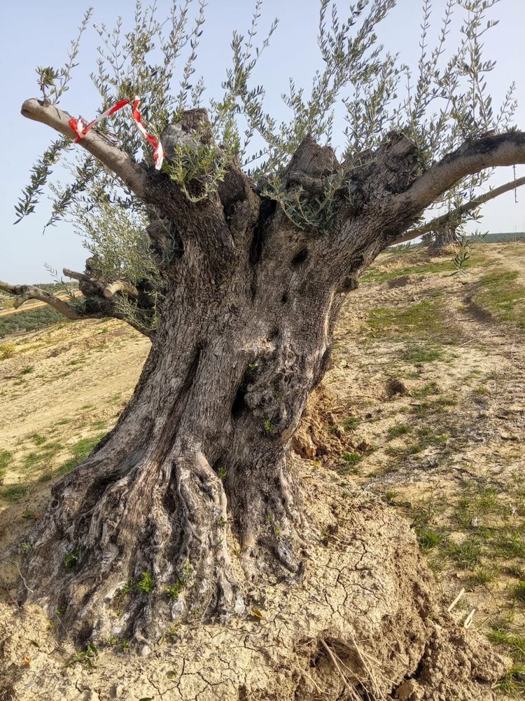 Oliveiras desde 200