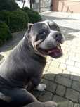 American Bully pies