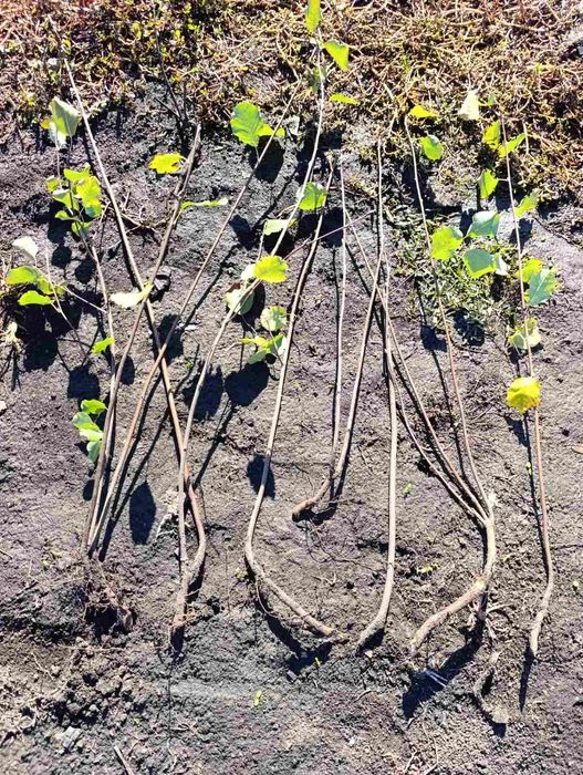 Ірга. Саджанці ірги