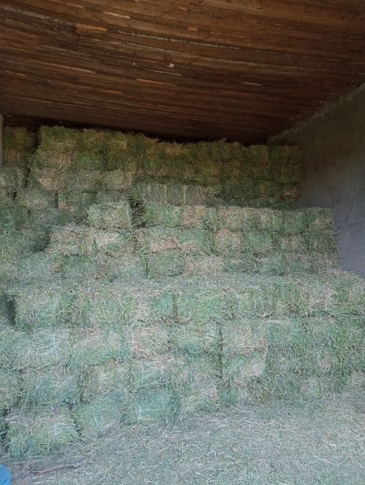 Сіно люцерни 2025 року