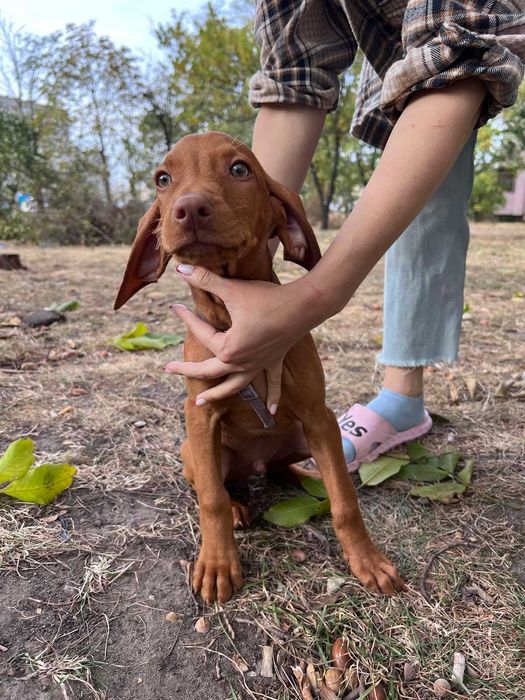 Венгерская выжла – активная, умная и преданная собака