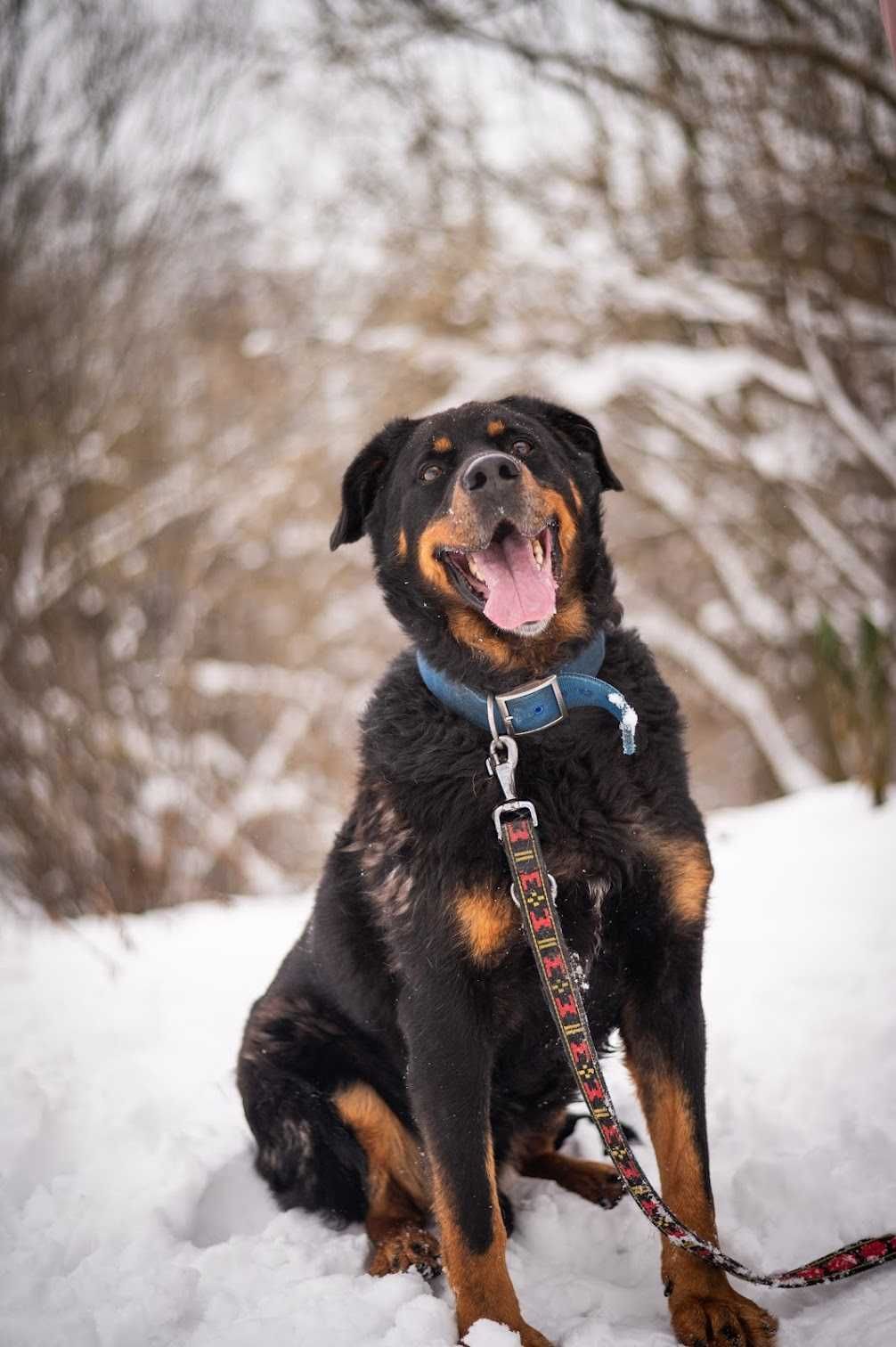 Rottweiler ALEX szuka kochającego domu!