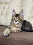 Aston-kocurek Maine Coon