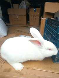 Продам кроликов породы панон и термонская белая