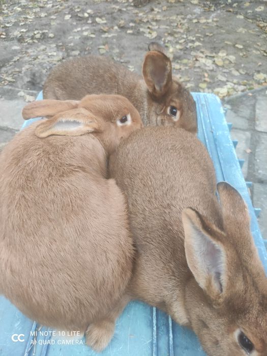 Króliki nowozelandzkie