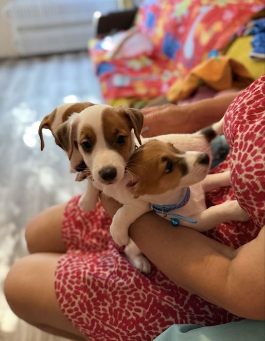 Детки джек рассел ищут хорошую маму