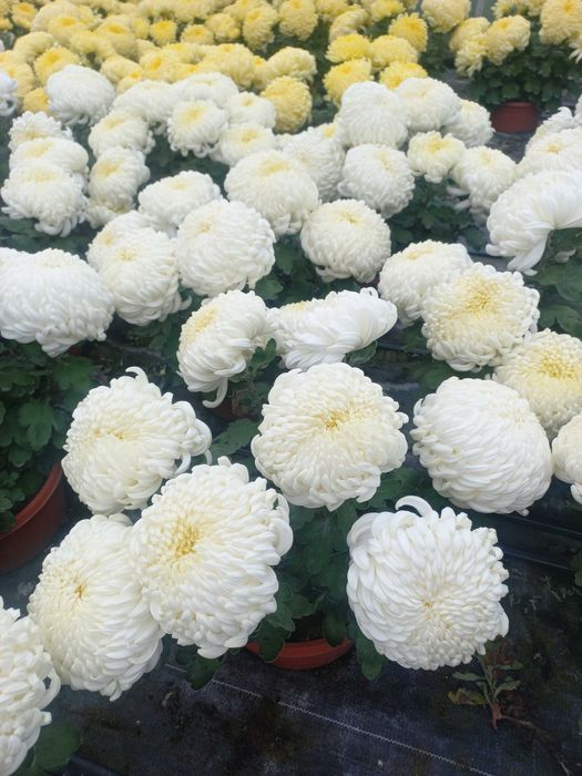 Chryzantema grubo kwiatowa i wielokwiatowa