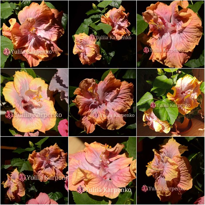 4-колірний сортовий гібіскус Creole Lady махровий сортовой гибискус