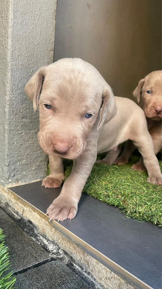 Braco Weimaraner