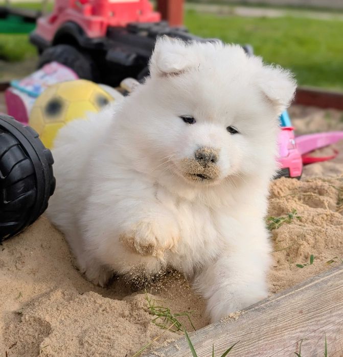 samoyed, suczka, szczeniak, odbiór koniec listopada, Sesto Senso FCi