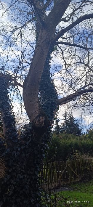 Drzewo Orzech Wloski