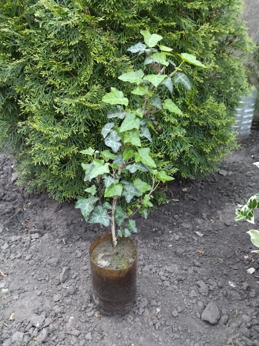 Самшит. Жимолость шапочная. Плющ. Спирея. Барбарис.