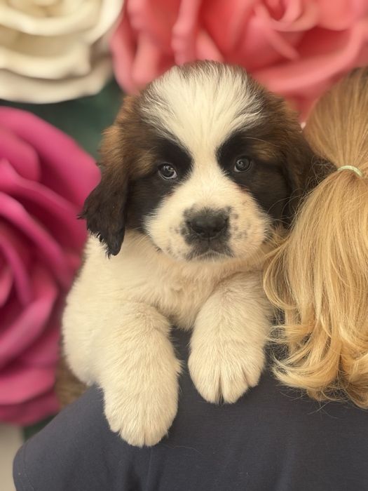 Продаються Цуценята сенбернара