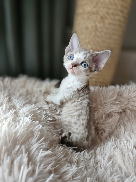 Kotka Devon Rex czarny point