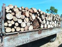 Sosna gruba sucha wałki 80 cm