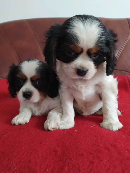 Cavalier King Charles Spaniel - Sochaczew