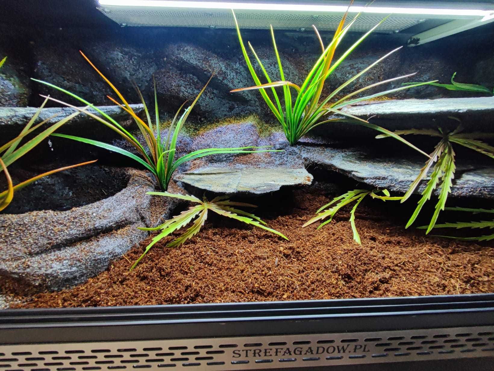 Terrarium nr680 100/40/40 dla węża zbożowego boa pytona NA ZAMÓWIENIE