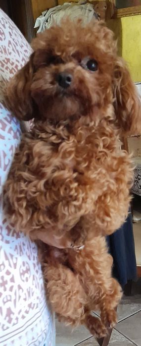 Вязка Пудель тикап.  .Китай